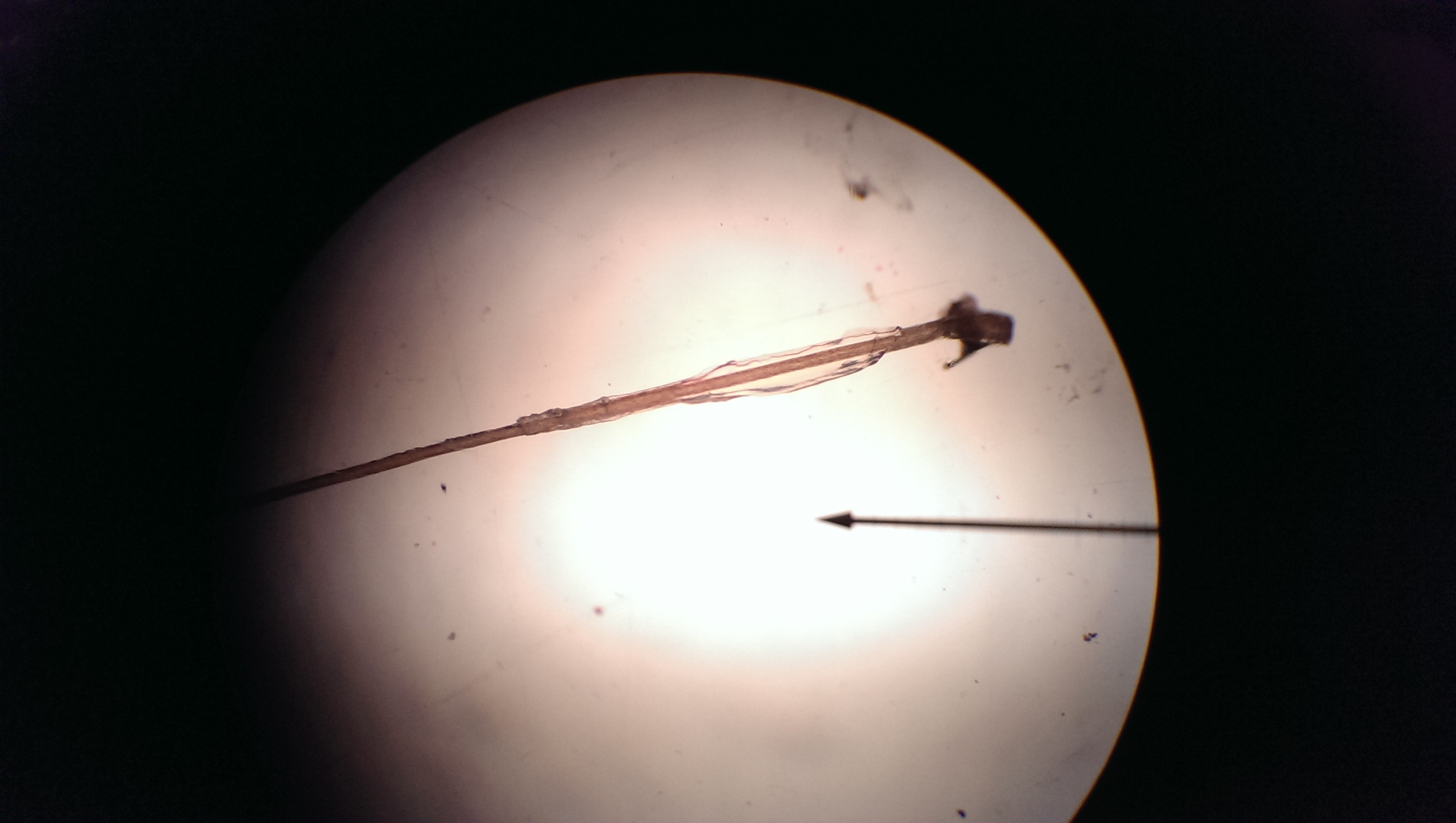human hair under microscope 10x